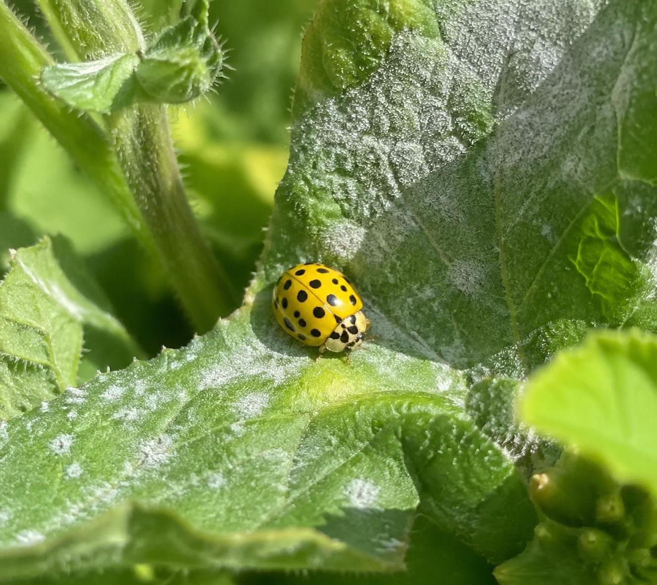 découvrez comment la coccinelle jaune, un allié naturel peu connu, peut protéger efficacement votre jardin contre les parasites tout en préservant l'équilibre écologique.