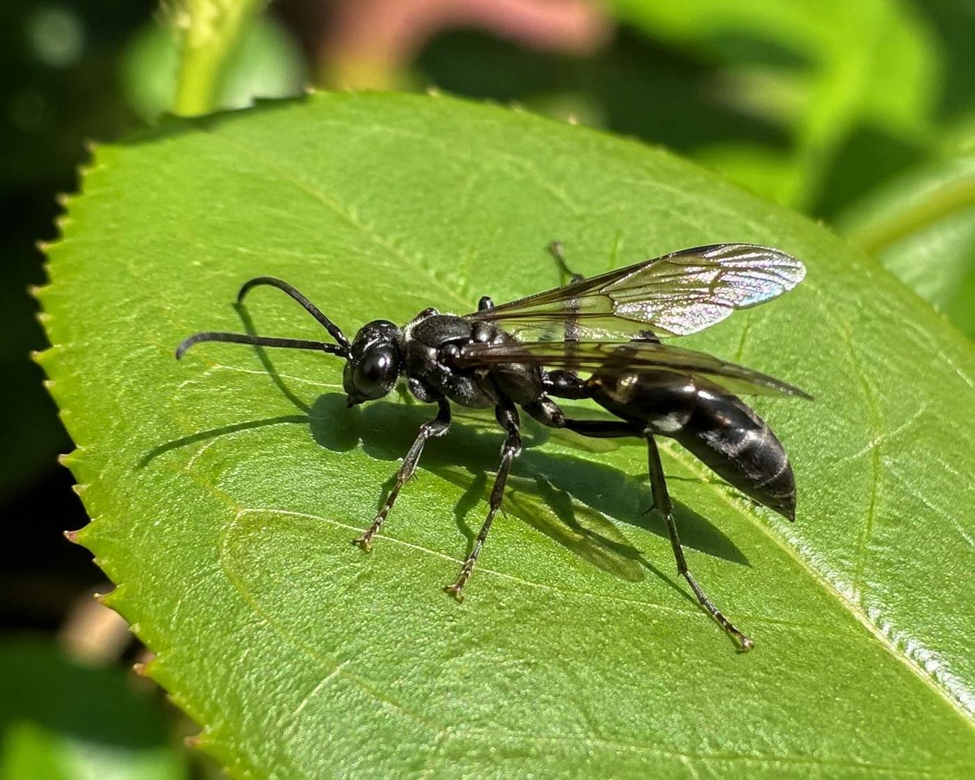 découvrez comment identifier la guêpe noire, un nuisible courant, et apprenez les méthodes efficaces pour protéger votre maison contre ses intrusions.