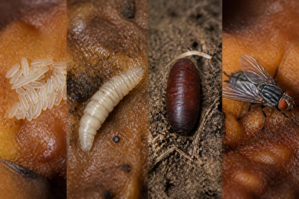 découvrez la durée de vie d'une mouche et explorez les secrets fascinants de son cycle de vie étonnamment court.