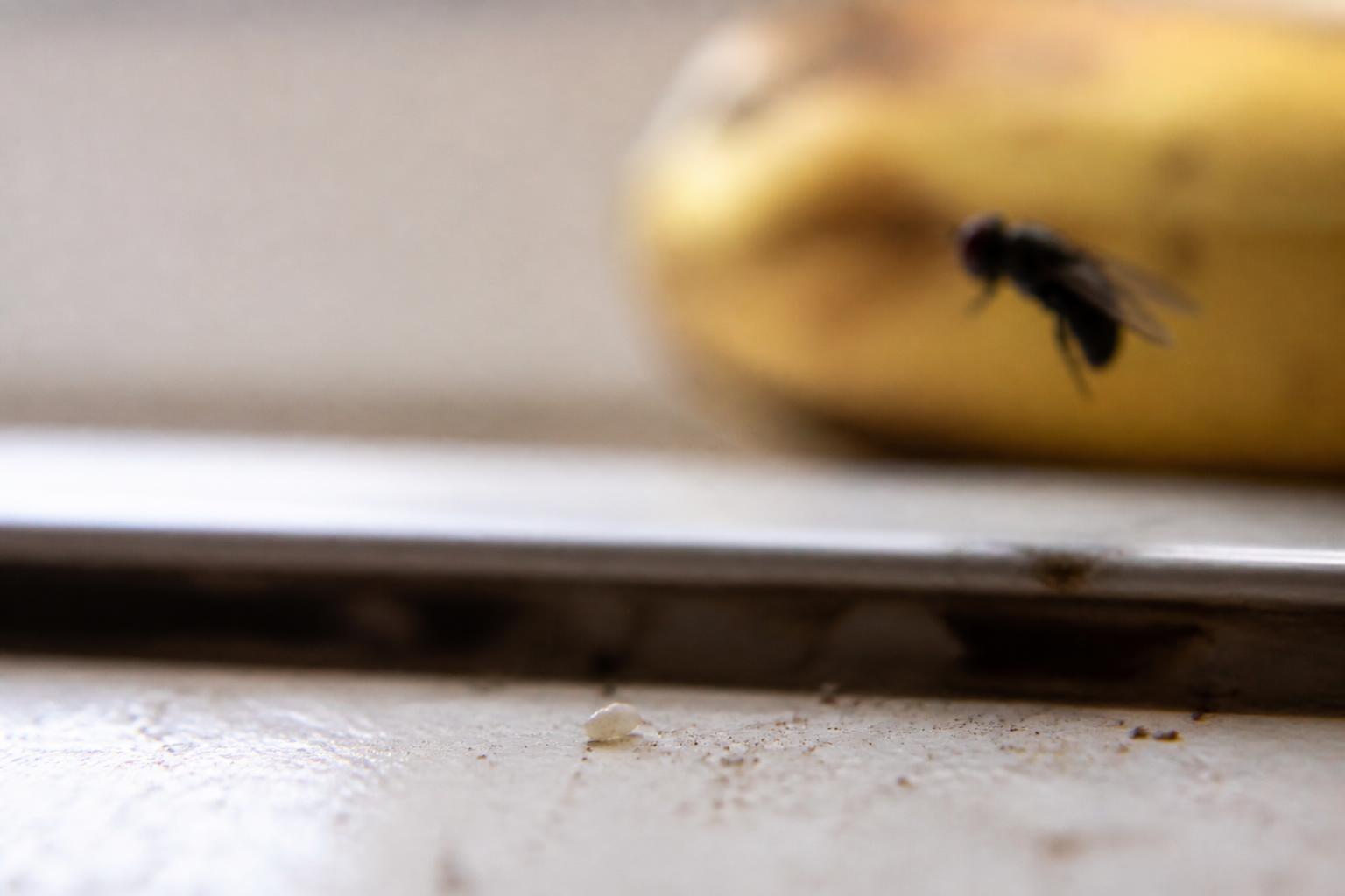 découvrez comment identifier les œufs de mouche et apprendre des méthodes efficaces pour les éliminer afin de protéger votre maison de ces nuisibles indésirables.